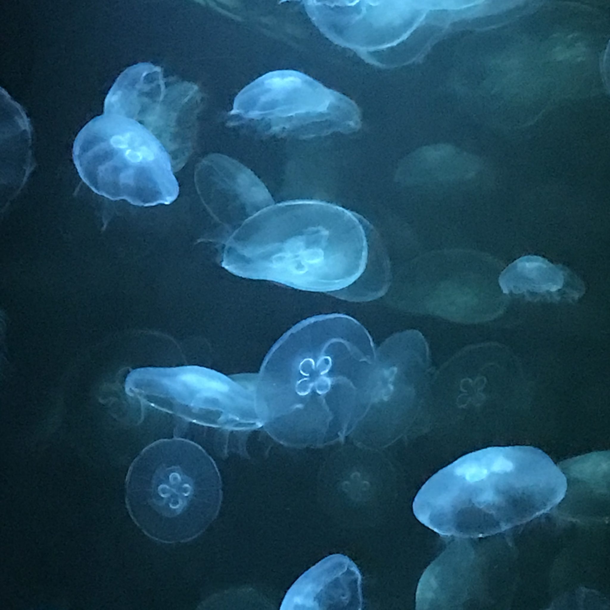 jelly fish