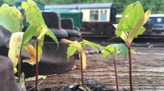 Image of seedlings in railyard