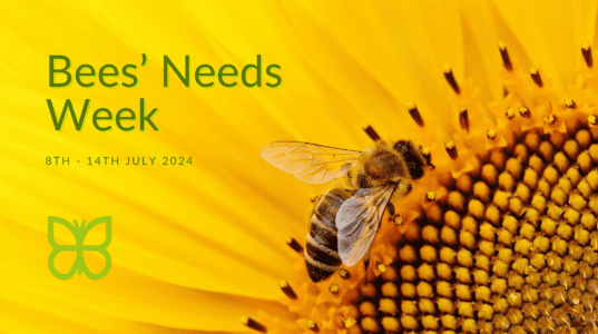 Yellow sunflower with a bee. Green text over reads Bees' Needs Week with the HKW Risk Management logo beneath.